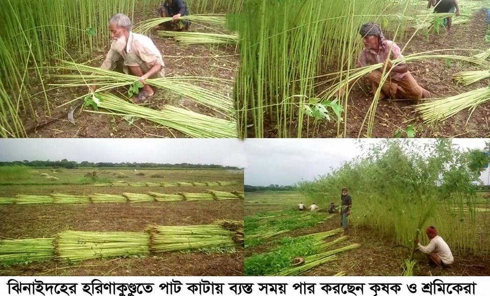 হরিণাকুণ্ডু উপজেলাতে পাটের বাম্পার ফলন- খরচের তুলনায় দাম কম থাকায় লোকসানে চাষীরা
