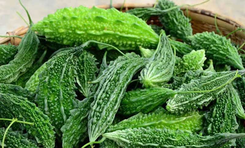 আমবাগানে করলা চাষ, রোজ বিক্রি হচ্ছে ১০০ টন