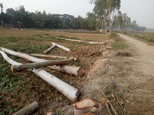 পলাশবাড়ীর মুরালিপুরে ইউপি রাস্তায় শত শত গাছ কর্তন