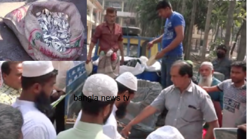 সাভারে ৮ মণ ঝাটকা ইলিশ জব্দ