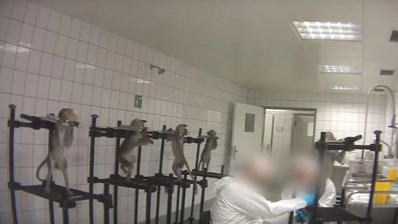 করোনার গবেষণাগারে ইঁদুর-বানর সংকট, ব্যহত হচ্ছে পরীক্ষা