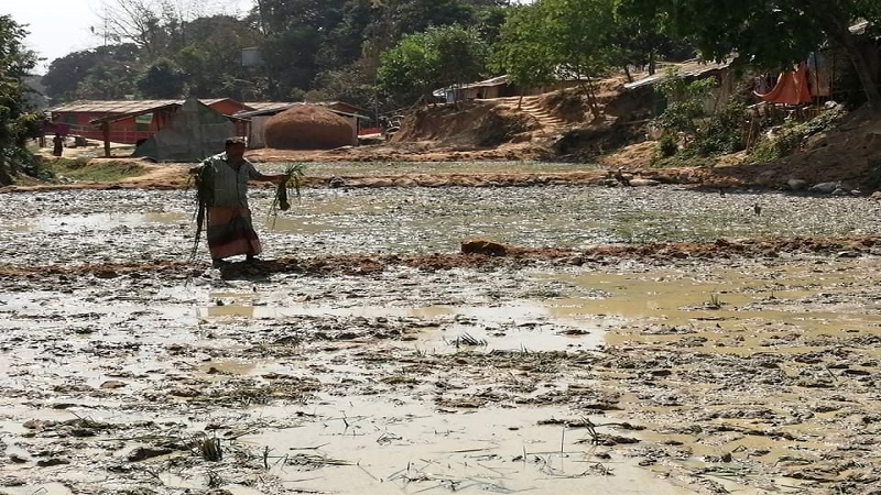 উখিয়ায় রোহিঙ্গা দুর্বৃত্তরা এক গ্রামবাসী কৃষকের ৬০ শতক জমির ধান্য রোপা উপড়ে ফেলেছে