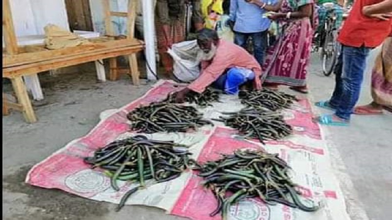 পলাশবাড়ীতে একমন বেগুন বিক্রি করেও মিলছেনা এক কেজি চালের দাম