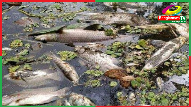 কেশবপুরে চাষির পুকুরে বিষ প্রয়োগে ৭৫ হাজার টাকার ক্ষতি