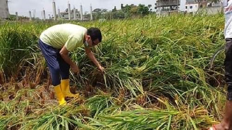 করোনা ভাইরাসের কারণে শ্রমিক সঙ্কটের সময় ধান কেটে দিলেন:ফখরুল আমল সমর চেয়ারম্যান