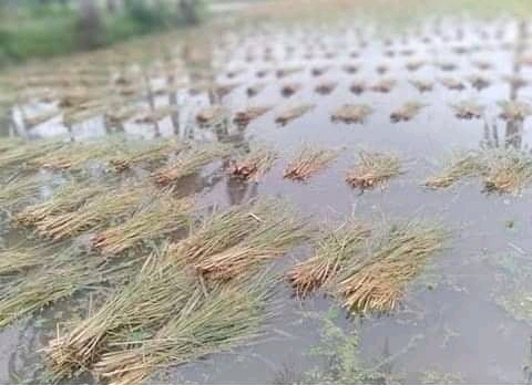 কেশবপুরে ধানের বাম্পার ফলন হলেও ঝড়-বৃষ্টি আতঙ্কে কৃষক ধান ভাসছে পানিতে