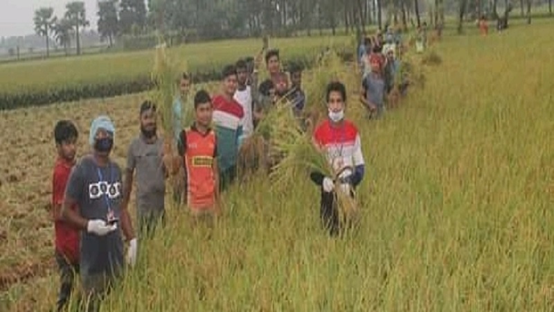 কেশবপুরে ধান কেটে কৃষকের সহযোগিতা করলেন ছাত্রলীগের নেতা-কর্মীরা