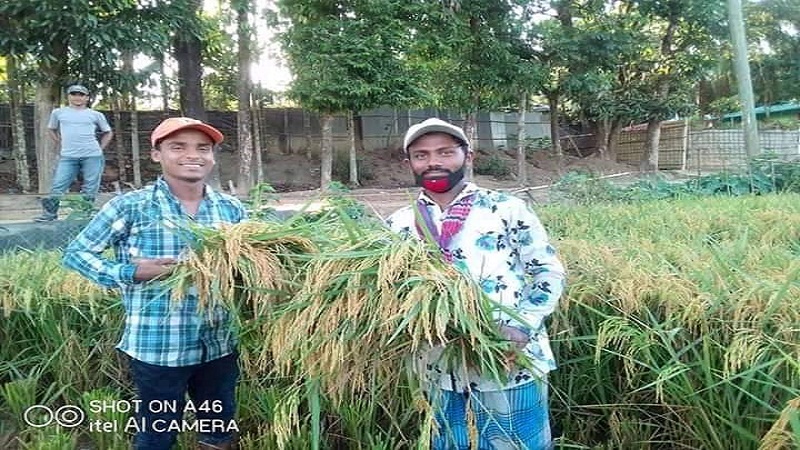 পালংখালী ৯ নাং ওয়ার্ড ছাত্রলীগ রহিমা বেগম এর ধান কেটে ঘরে তুলে দিলেন।