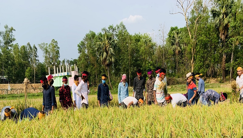 সাজিদ হক এর নেতৃত্বে ২১নং ওয়ার্ডে ধান কেটে দিল একদল যুবক
