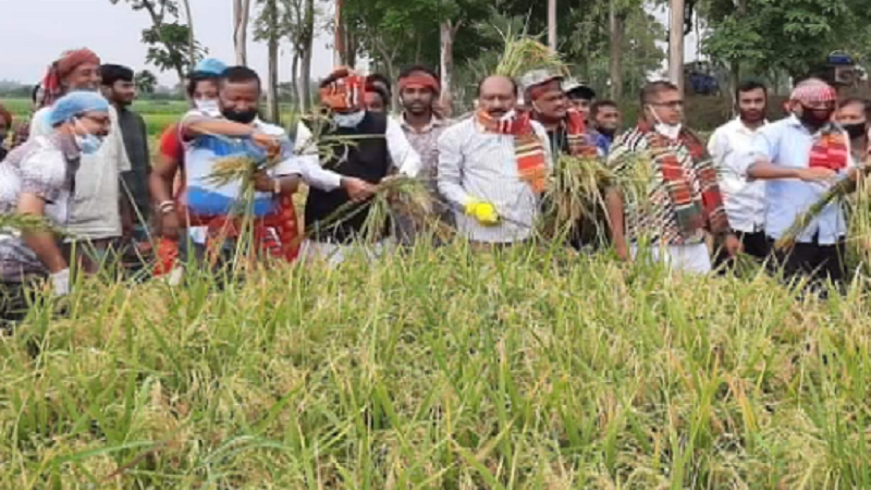 বগুড়ার ধুনটে স্বেচ্ছাশ্রমে ধান কেটে দিলো কৃষকলীগ নেতারা