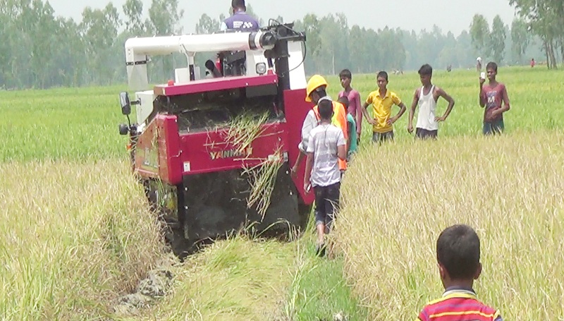 পাঁচবিবিতে কম্বাইন হারভেষ্টারে ধান কাটার উদ্বোধন