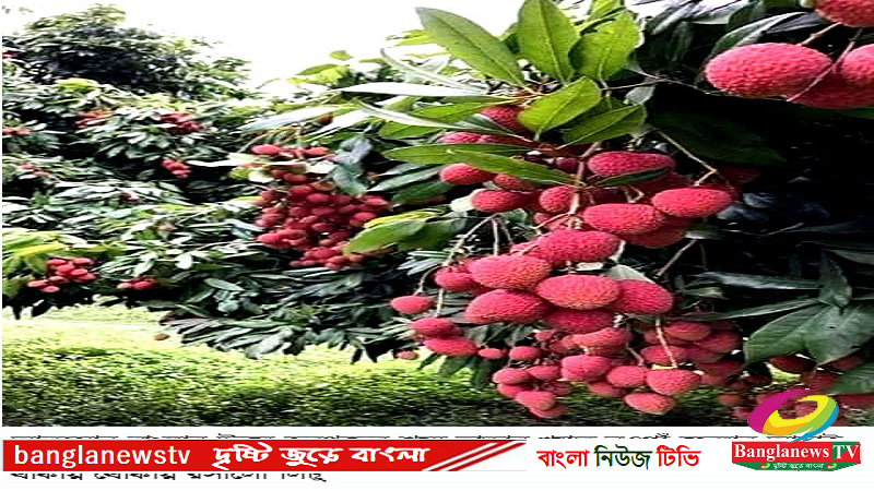 নওগাঁর আত্রাইয়ে গাছের শাখায় ঝুলছে থোকায় থোকায় লিচু