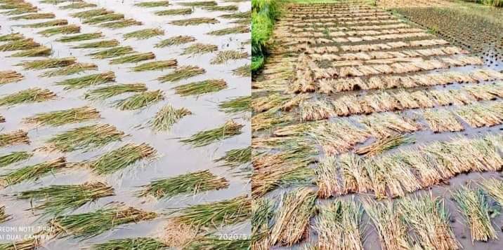 যশোরের শার্শায় ভারী বৃষ্টিতে কাটা ধান ভিজে যাওয়ায় ক্ষতির মুখে: মাঠেই ভাসছে কৃষকের স্বপ্ন