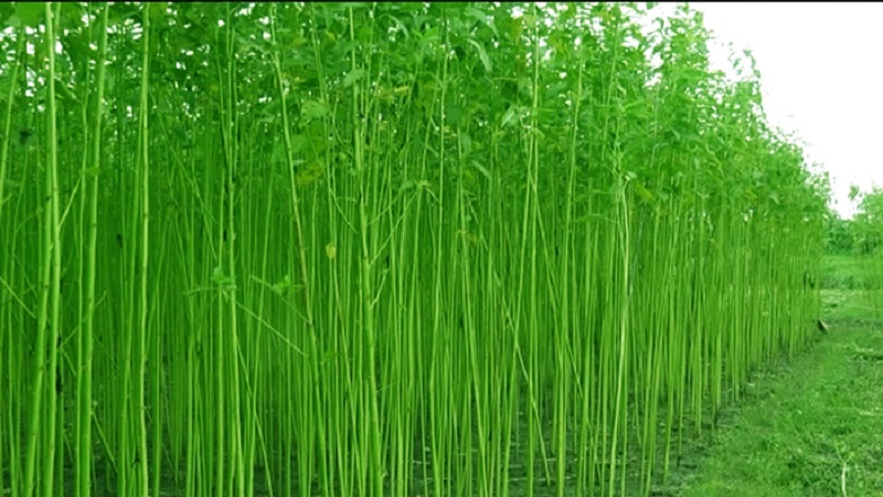 কেশবপুরে ৫ হাজার হেক্টর জমিতে পাটের বাম্পার ফলনের সম্ভাবনায় কৃষক