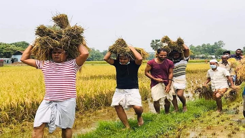 কালিয়াকৈরে বিনা পারিশ্রমিকে ধান কেটে দিলো যুবলীগ