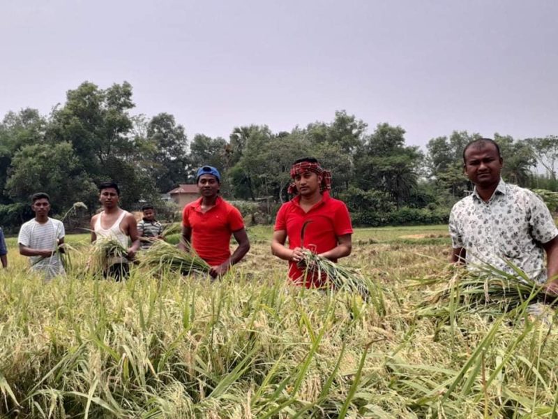 গরীব কৃষক রফিকুল আলমের ধান কেঁটে দিলো কাওরাইদ ইউনিয়ন যুবলীগ।
