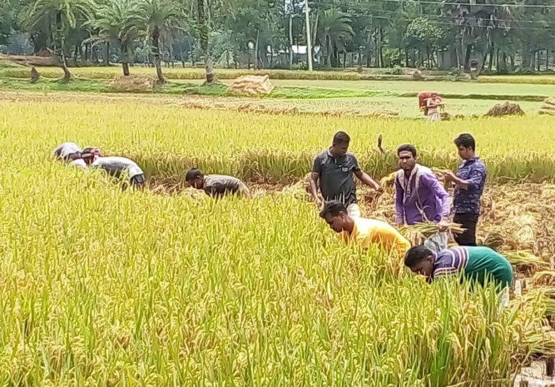 শ্রীপুরে আশিক বিন ইদ্রিসের নেতৃত্বে গরীব কৃষকদের ধান কর্তন।