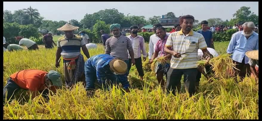 চুয়াডাঙ্গায় কৃষকের ধান কেটে বাড়িতে পৌঁছিয়ে দিলেন কৃষক লীগ