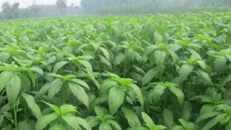 কেশবপুরে মাঠে পাটের সমারোহ কৃষকের মুখে হাসি