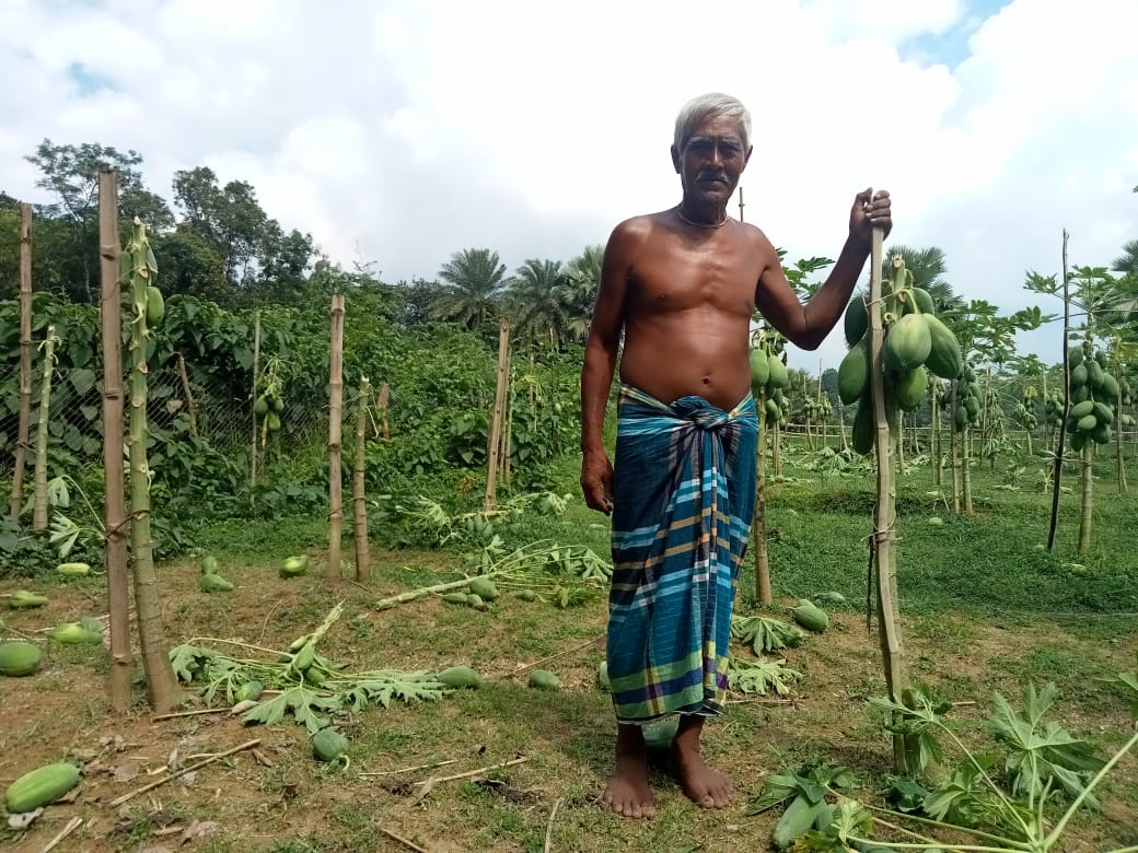 শ্রীপুরে আদিবাসীর পেঁপে গাছ কেটে দিলো দূবৃত্তরা