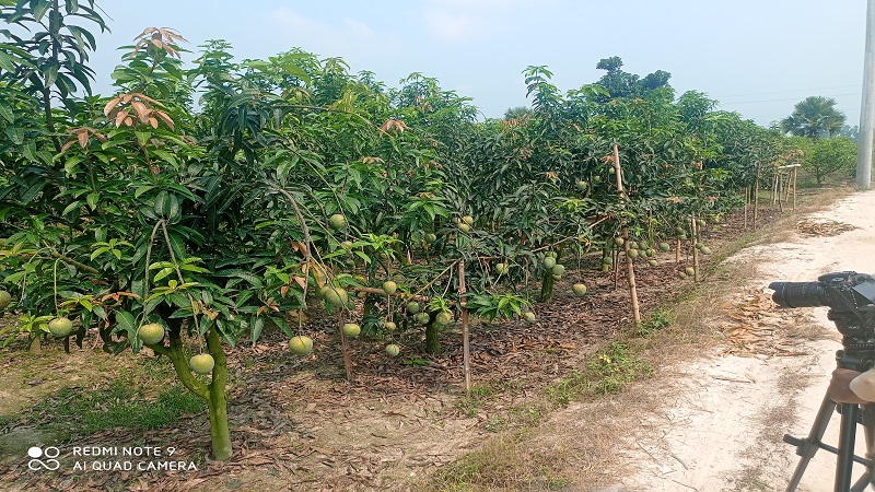 নওগাঁ’র পত্নীতলা উপজেলায় লেট ভ্যারাইটির গৌরমতি জাতের আম বাগান গড়ে তুলে আথিক ভাবে লাভবান হয়েছেন