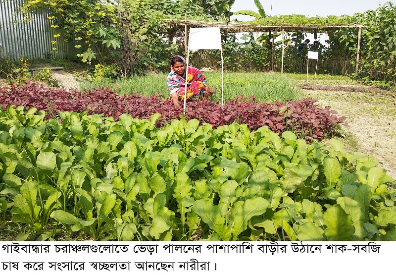 গাইবান্ধার চরা লের ভেড়া পালন করে স্বাবলম্বী হচ্ছেন নারীরা