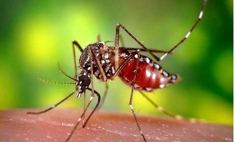 ২৪ ঘণ্টায় ডেঙ্গু আক্রান্ত ১১ রোগী ভর্তি