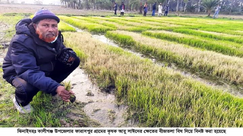 কালীগঞ্জে বিষ প্রয়োগে করে কৃষকের ধানের বীজতলা বিনষ্ট