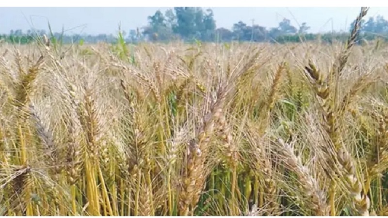 গমের কাঁচা -পাকা শীষে দোল খাচ্ছে কৃষকের স্বপ্ন।