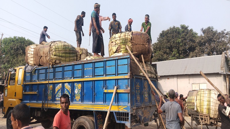 পাঁচবিবির সজনে ডাঁটা দেশের চাহিদা মিটিয়ে রপ্তানী হচ্ছে মধ্য প্রাচ্যের ১৪টি দেশে