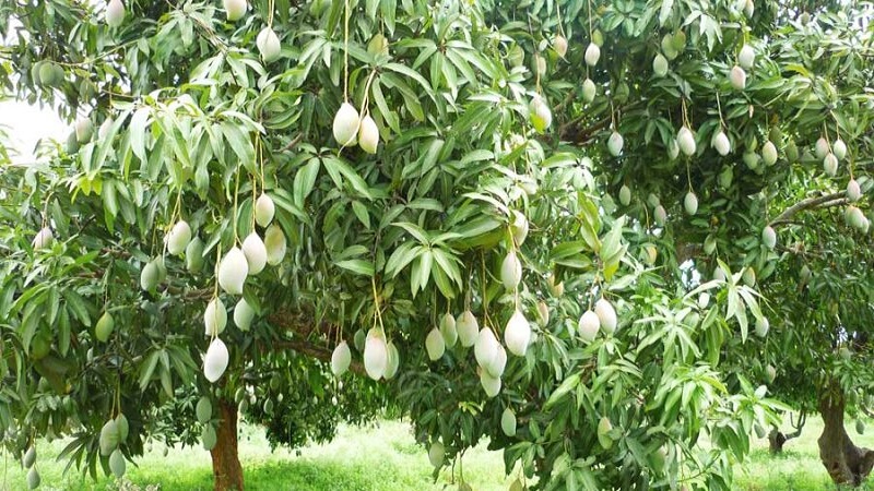 রংপুরে আমের বাম্পার ফলনের হাতছানি আবারও !