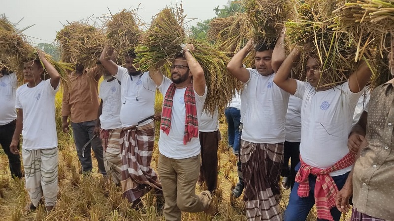 রাজবাড়ীতে কৃষকের এক একর জমির ধান কেটে দিলো কৃষক লীগ