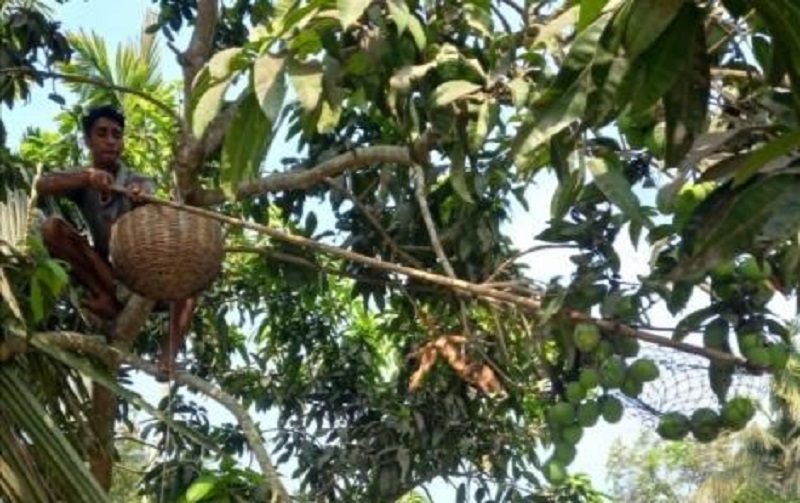 পাইকগাছায় কাঁচা আম চড়া দামে বিক্রি