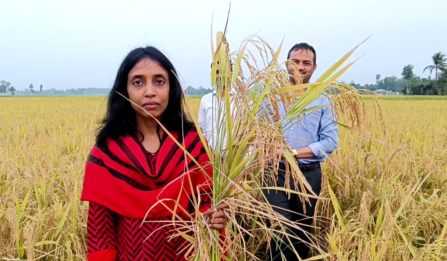 হিলিতে ব্রি ধান ১০১ এর নমুনা শস্য কর্তনের উদ্বোধন 