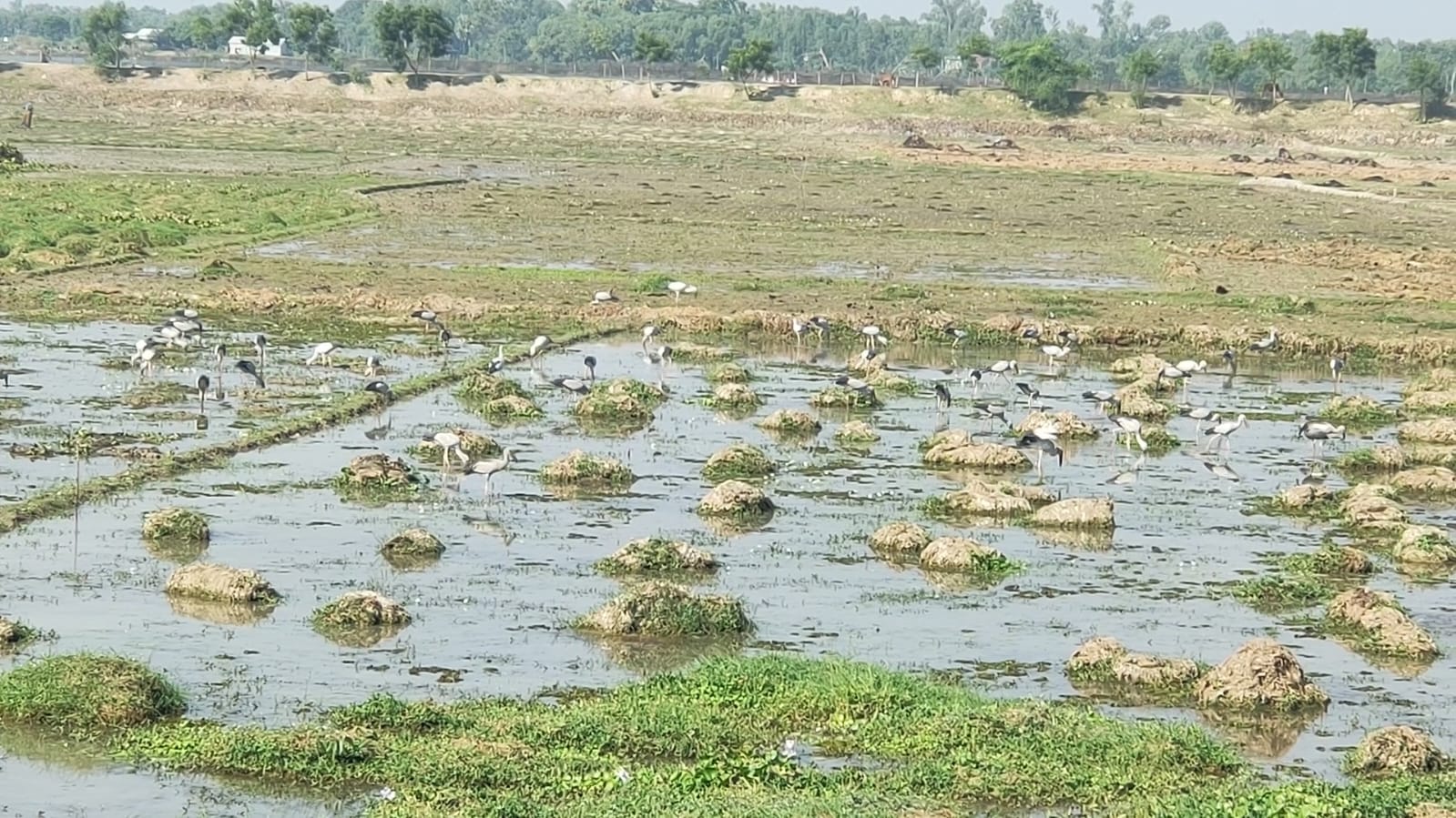 গাজীপুরে আবাসস্থল হারাচ্ছে শামুকখোল