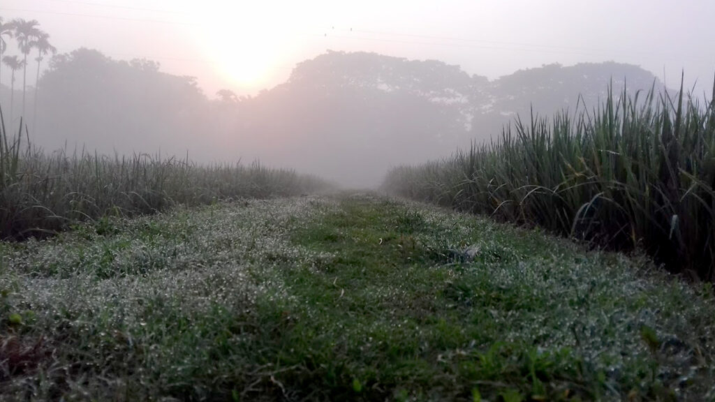 সারা দেশে রাতের তাপমাত্রা সামান্য কমবে, কোথাও কোথাও হালকা কুয়াশা