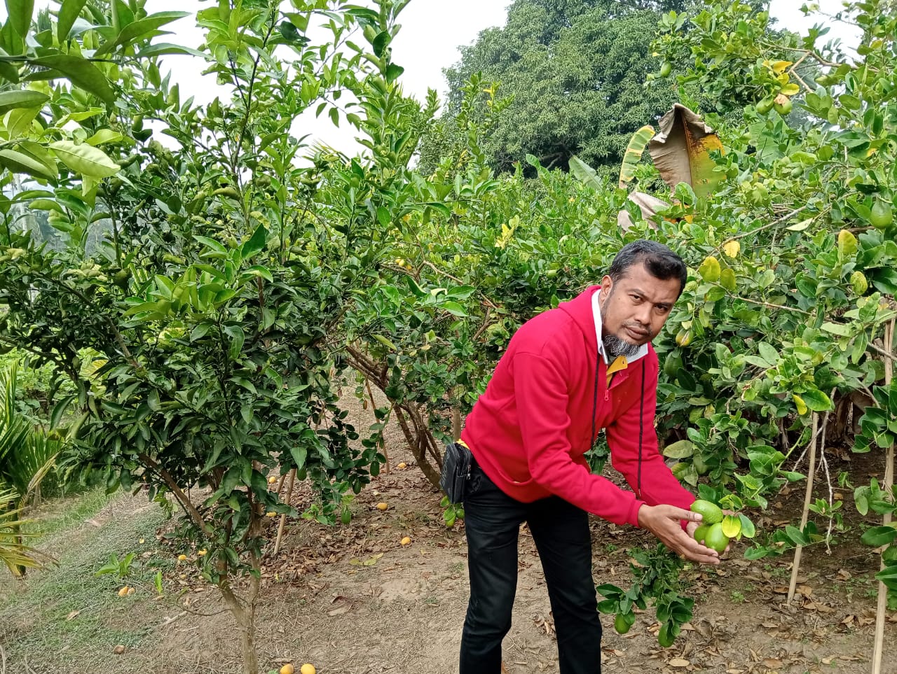 কাপ্তাই রাইখালীতে সফল লেবু চাষ: এক একর বাগানে সবুজ সমৃদ্ধির হাতছানি