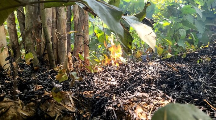 একটি বনাঞ্চলের ঝোপঝাড়ের নিচে শুকনো পাতায় আগুন জ্বলছে এবং ধোঁয়া উড়ছে, সামনের অংশ পুড়ে কালো ছাই হয়ে আছে।