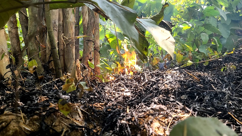 শ্রীপুর রেঞ্জের বনাঞ্চলে ভয়াবহ অগ্নিকাণ্ড; হুমকির মুখে বন্যপ্রাণী ও পরিবেশ