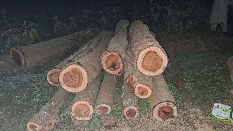 A pile of freshly cut large Sal or Gojari logs stacked inside a dense forest area at night, under the surveillance of local residents and forest officials in Sreepur.