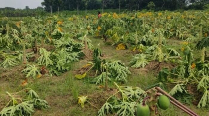 মানিকগঞ্জের সিংগাইরে ক্ষতিগ্রস্ত একটি পেঁপে বাগান এবং সেখানে পড়ে থাকা উপড়ে ফেলা চারাগাছ।
