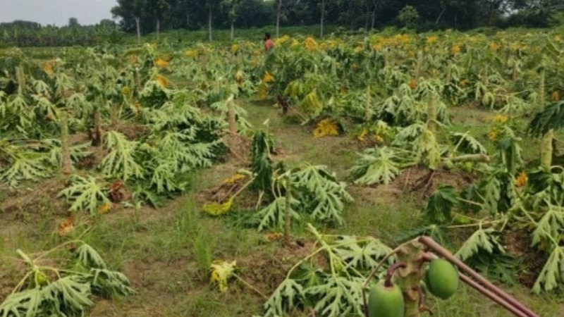 মানিকগঞ্জের সিংগাইরে ক্ষতিগ্রস্ত একটি পেঁপে বাগান এবং সেখানে পড়ে থাকা উপড়ে ফেলা চারাগাছ।