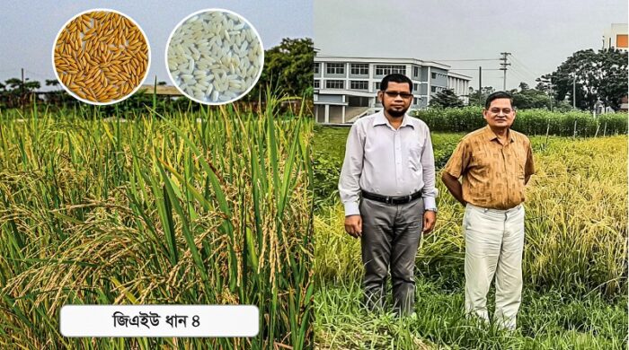 গাজীপুর কৃষি বিশ্ববিদ্যালয়ের গবেষক দল উদ্ভাবিত জিএইউ ধান ৪ এর নমুনা প্রদর্শন করছেন।