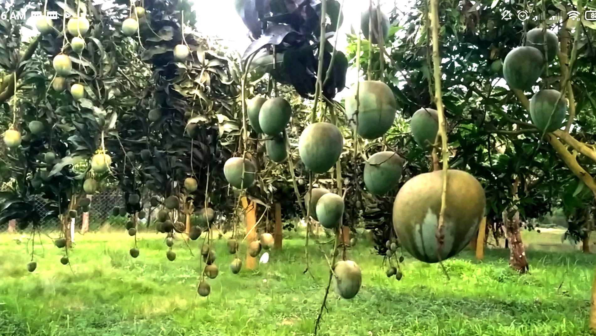 হাকিমপুরে আমের ফলন ভালো হলেও দাম নিয়ে হতাশ চাষিরা