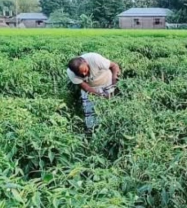 হিলিতে কাঁচামরিচের বাম্পার ফলন: চড়া দামে কৃষকের মুখে হাসি