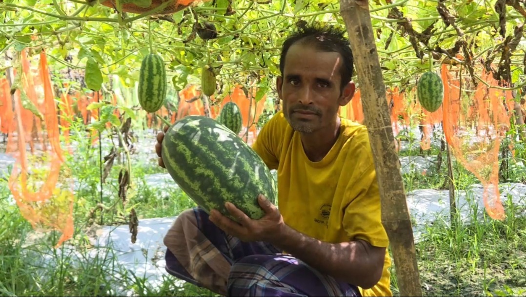 হিলিতে অসময়ে মাচায় তরমুজ চাষ: প্রথমবারেই লাখপতি কৃষক আতিয়ার